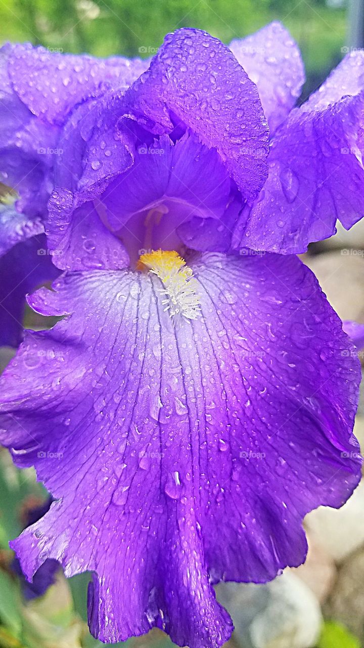 purple iris blooming