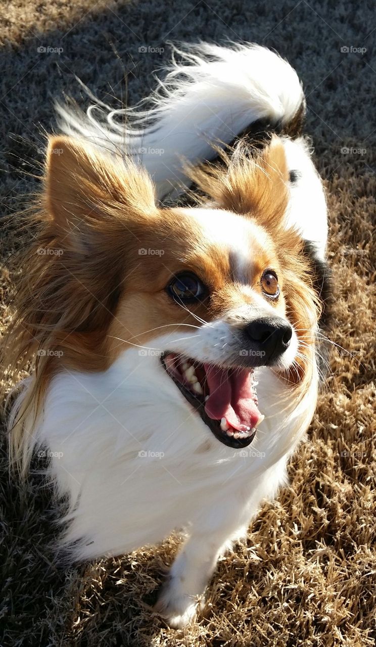 Papillion smile