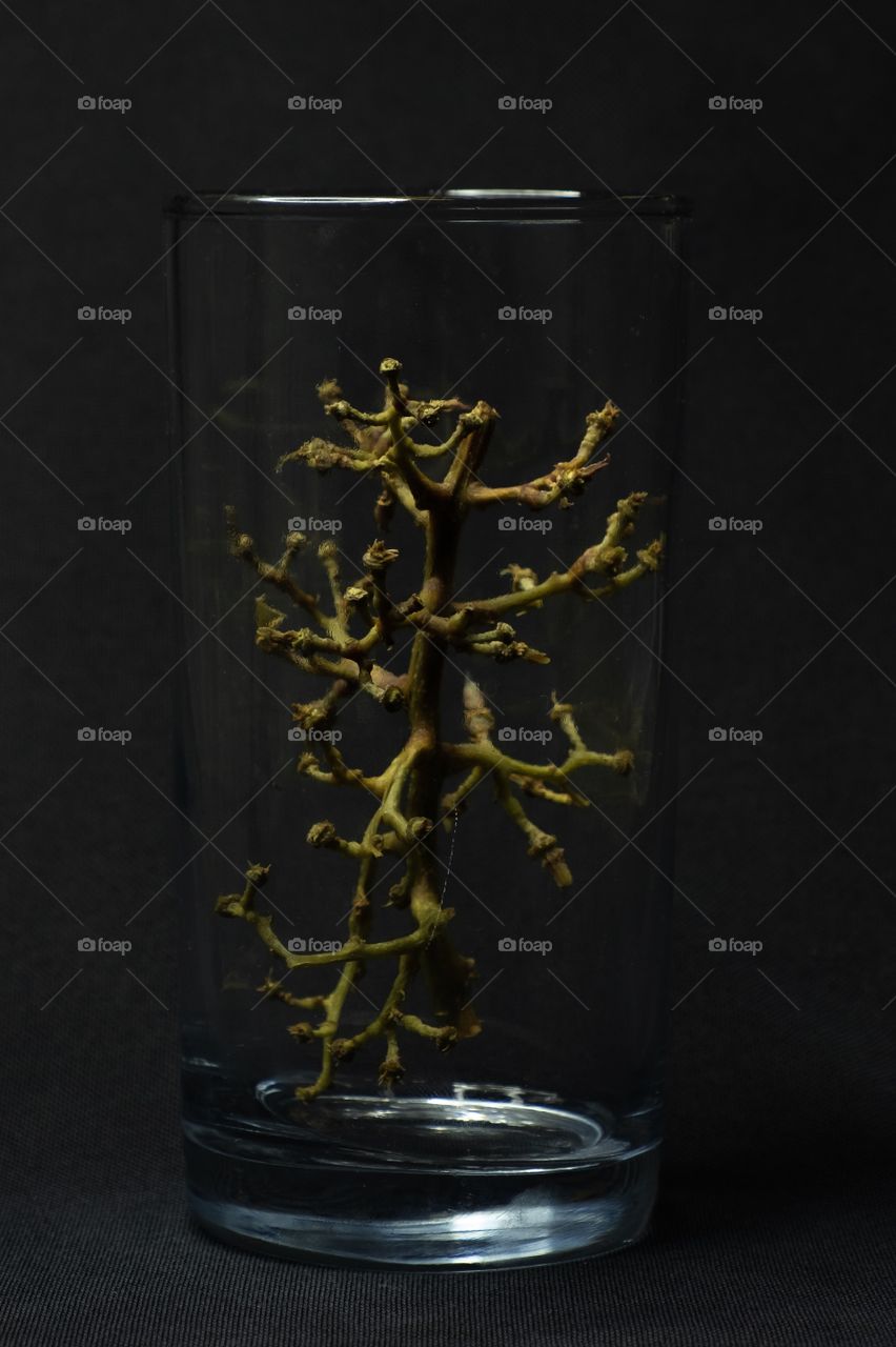 Foap, Light: Natural vs Artificial - The network of branches from a cluster of grapes was placed in a clear glass as a subject for experimenting with the color, intensity, and position of a light source. 