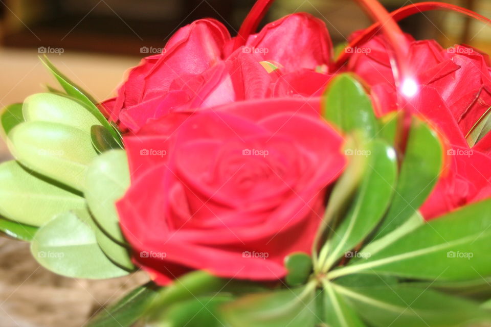 Red rose close up 