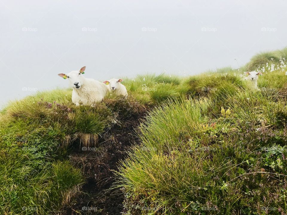 Sheep sleeping on a grass on a rainy day