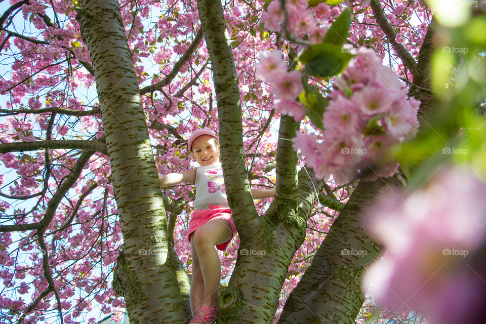 Youn girl of five years old is climbing a blossom cherry tree in Malmö Sweden.