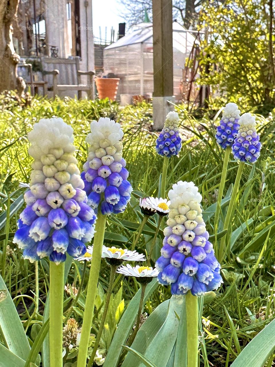 Wunderschöne blau violette Traubenhyazinthen im Frühjahr. Wunderschöne dekorative Überraschung im Garten. 