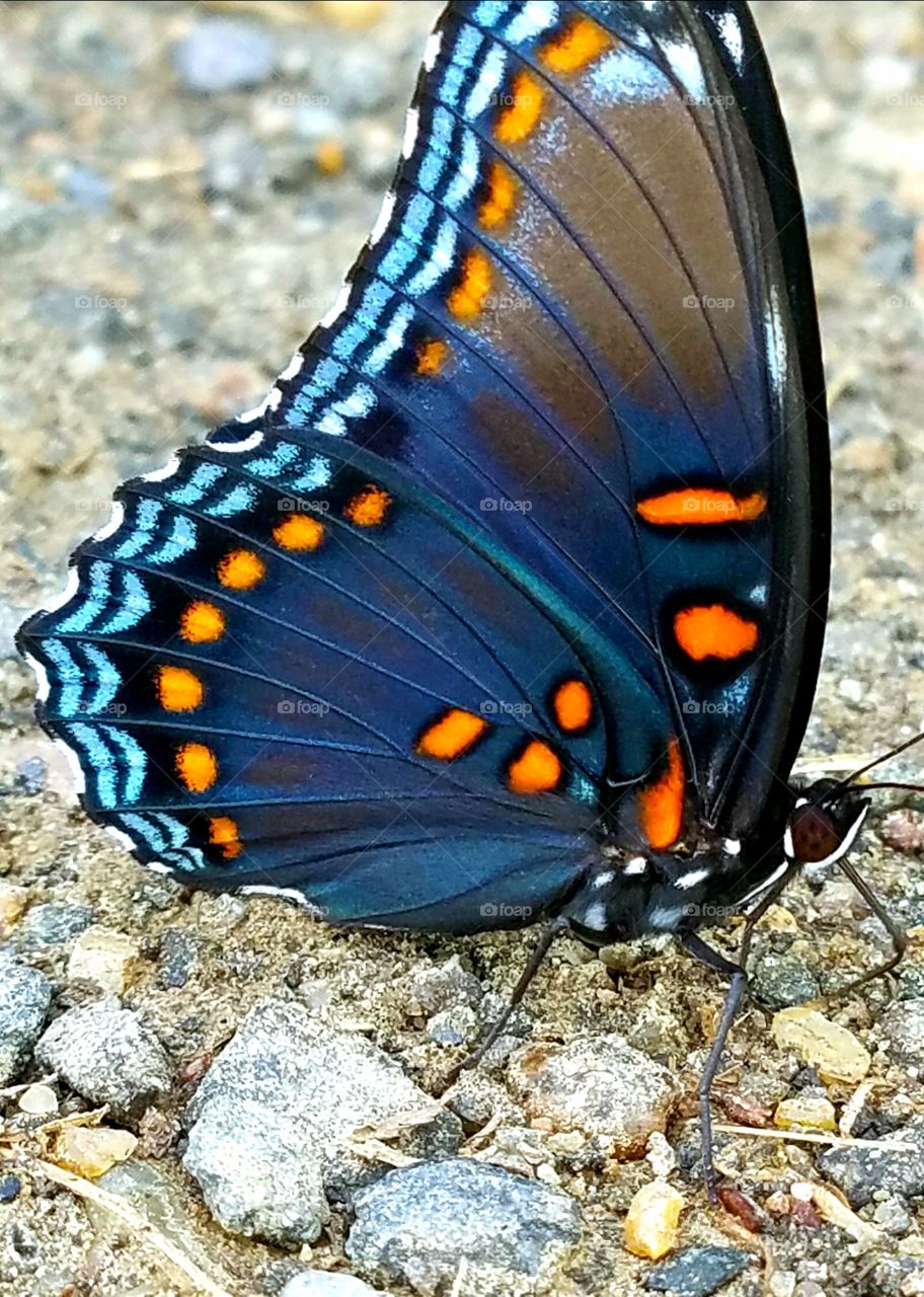 An attempt at a closeup of a butterfly. it's a bit blurry or grainy and I cut the top of its wings out of the photo, but you can still see the colors!!