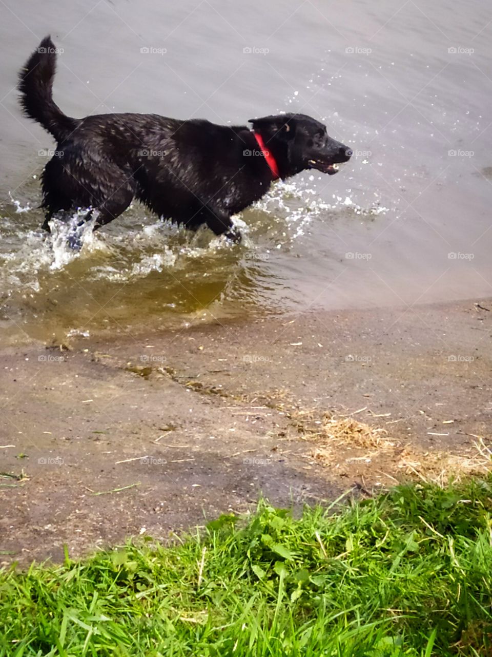 Black dog runs along the edge of the river, splashing spray