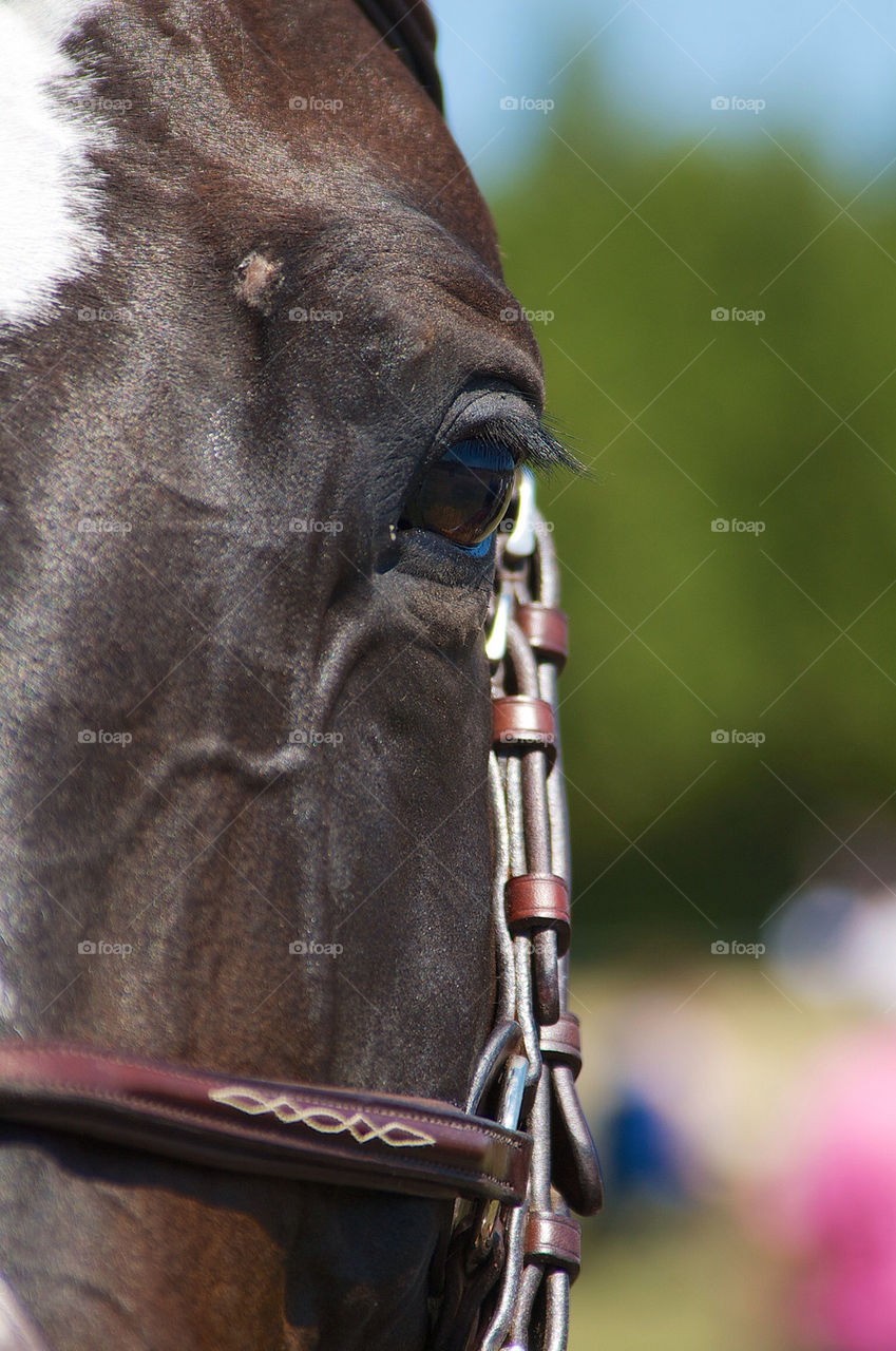 eye horse harness equestrian by campbellrobertson