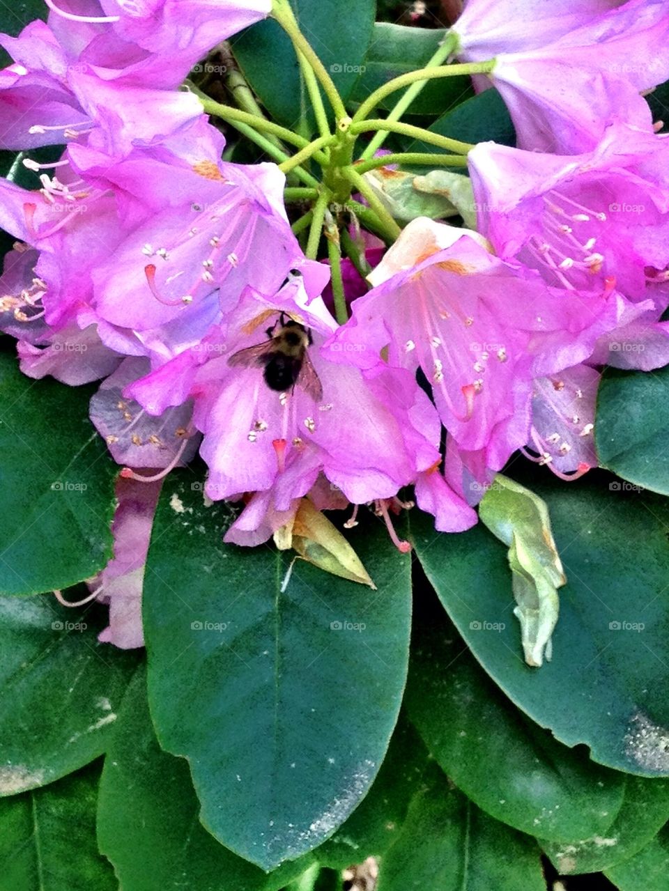 Bee Inspired! Beauty is everywhere, Nothing is ordinary!