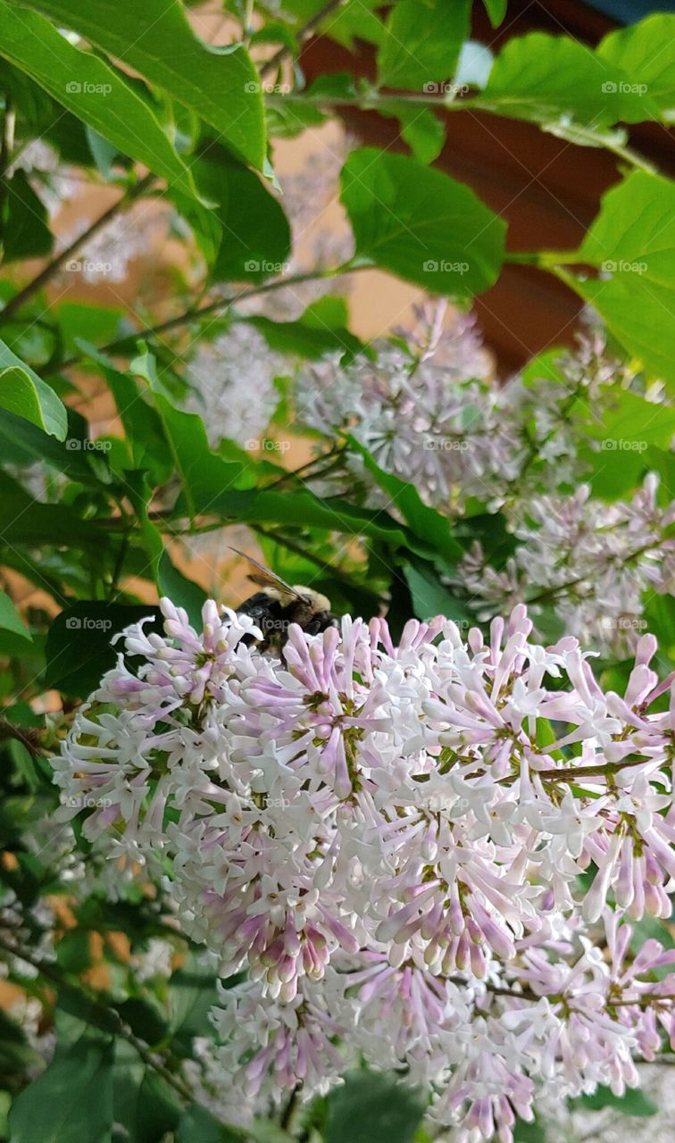 Queen Bee on a Lilac Bush!