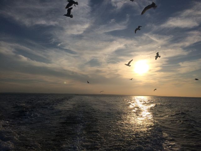 Seagulls everywhere