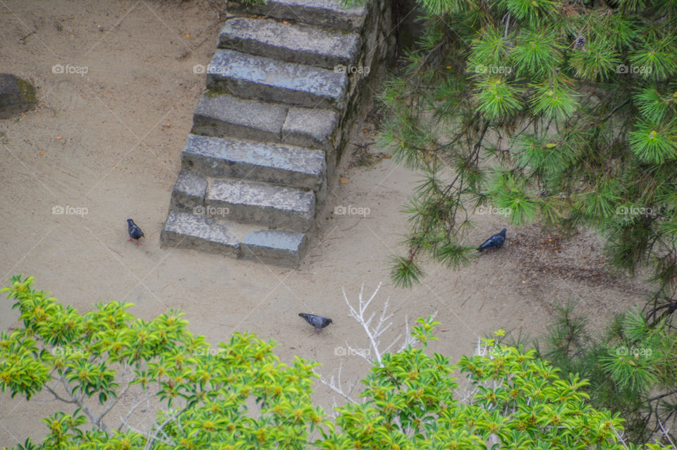 Pigeons Viewed From Above