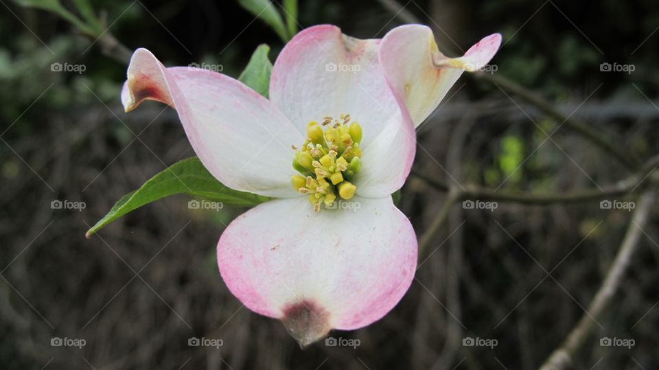 Pink Dogwood flower