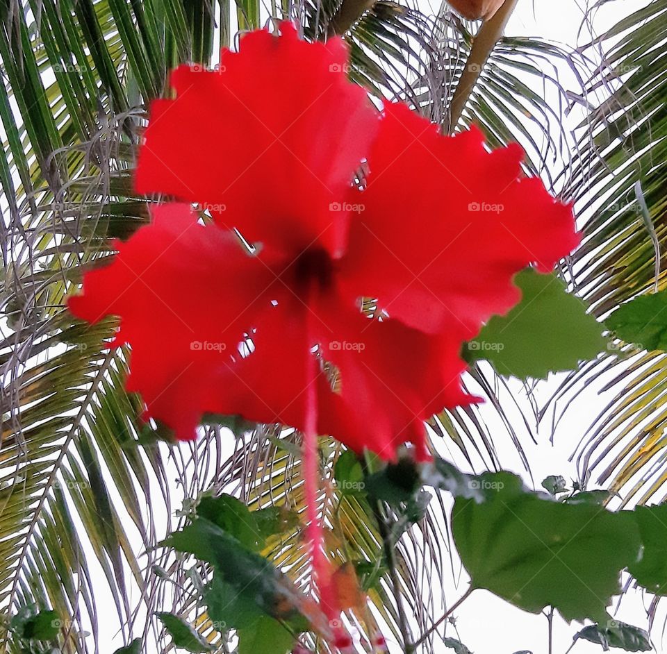 hibiscus