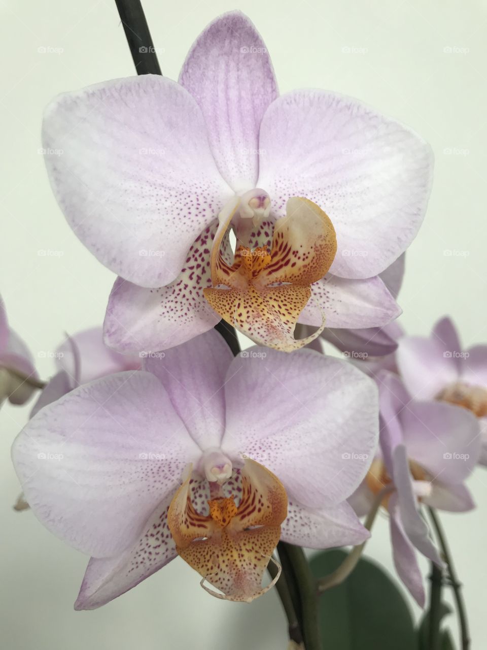 My blooming orchids 