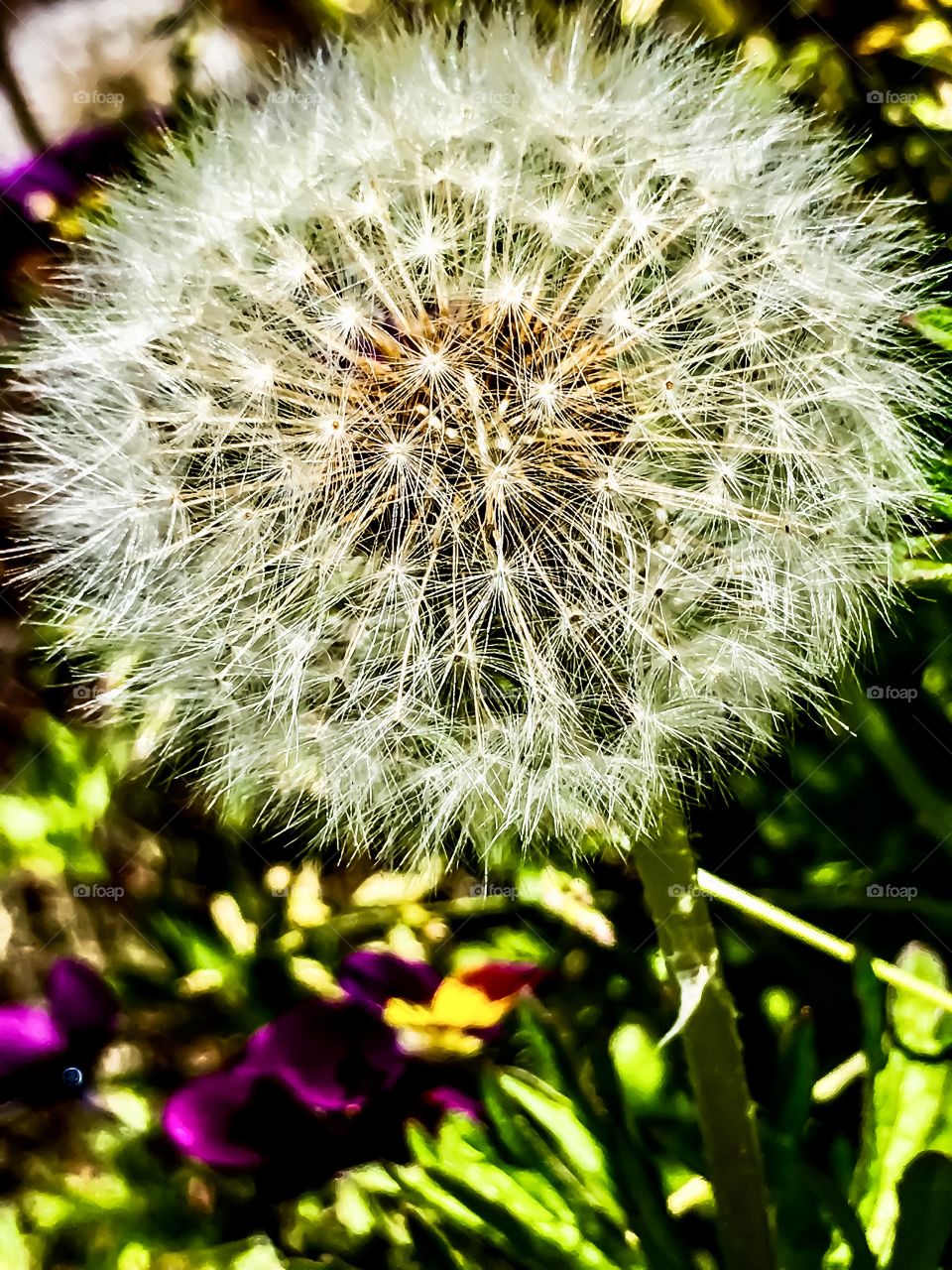 Dandelion Wishes 