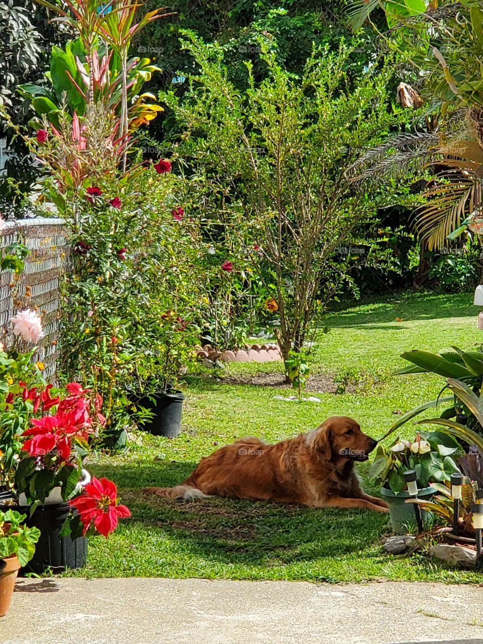 my cute golden retriever