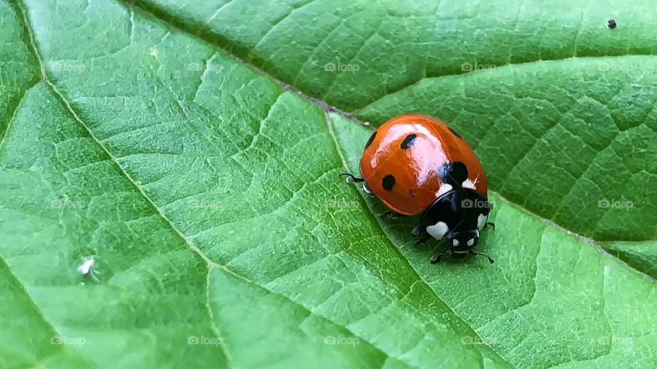 Ladybug - Seven points to the luck