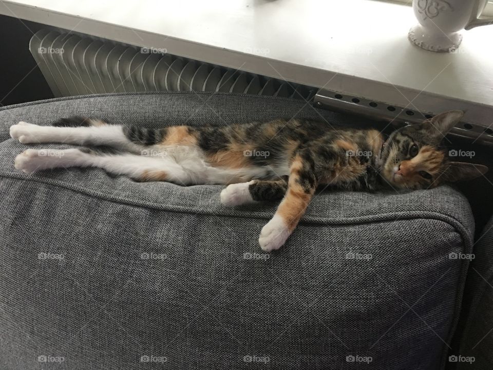 Cat is relaxing fully stretched on the top of a sofa