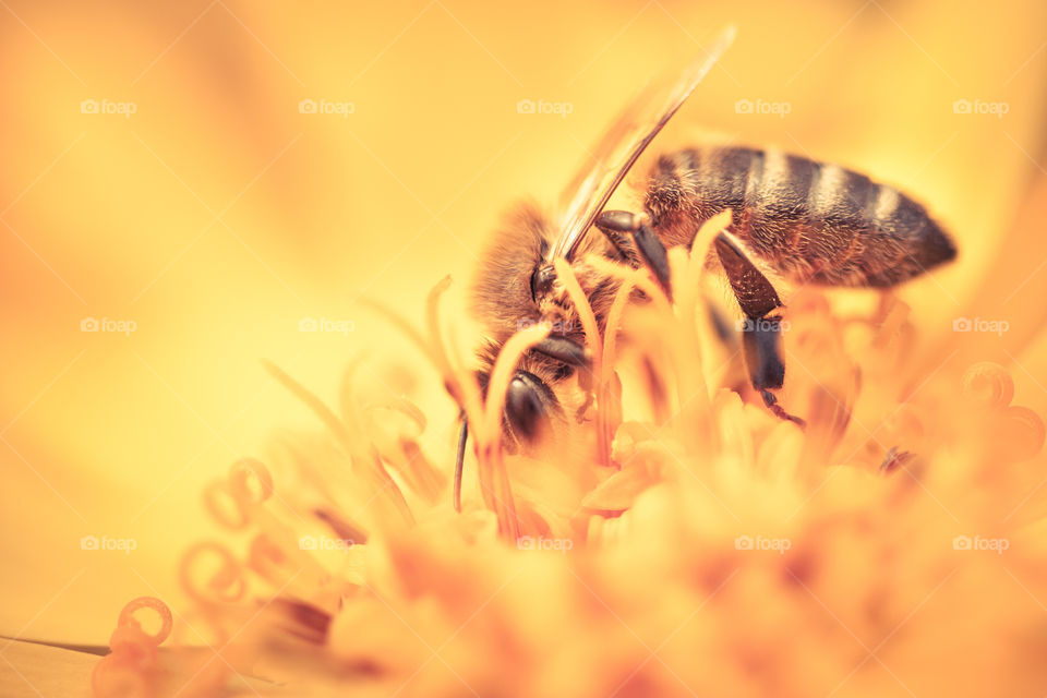 Closeup of honey bee on a flower