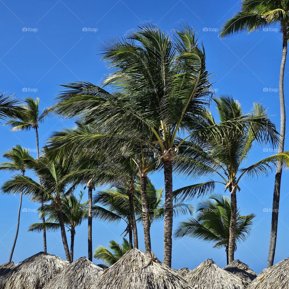 Windy, breezy, and greenery.