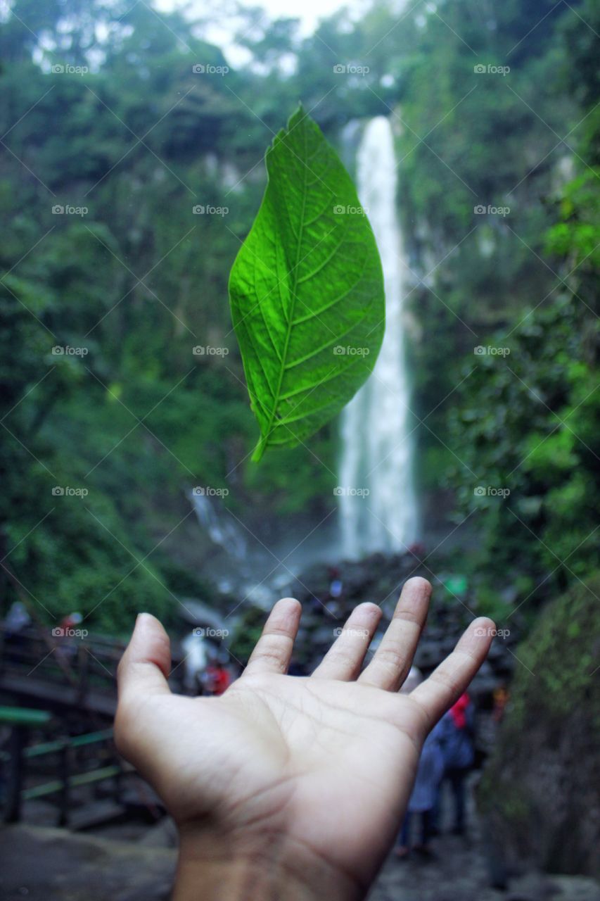 Green leaf in hand photography exclusive on foap. Perfect for your product advertising. Thank you for donating us to keep provide best picture in foap. Good Luck.