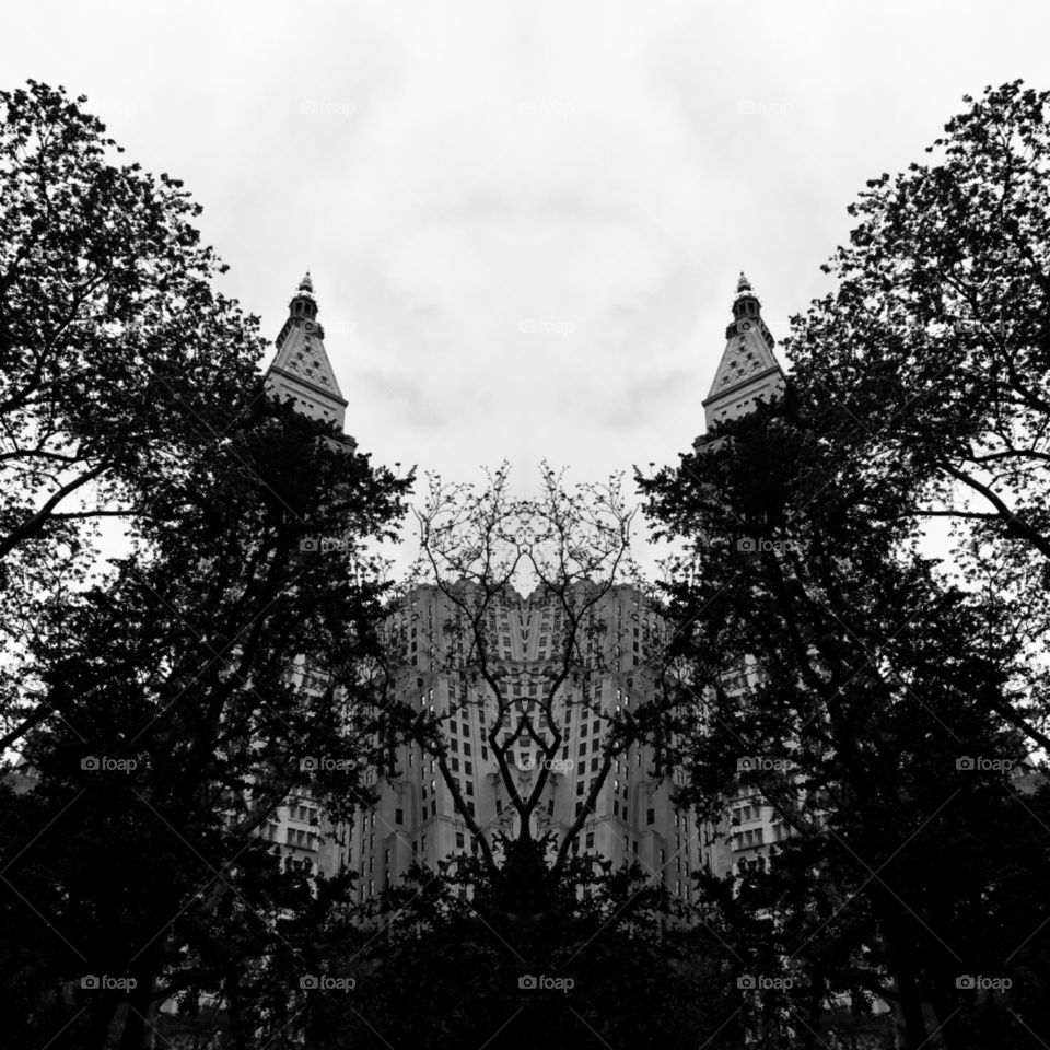 Tree, No Person, Monochrome, Leaf, Wood