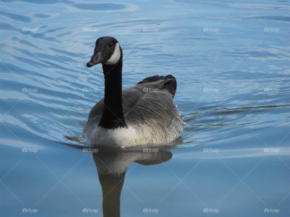 Swimming goose on a lake