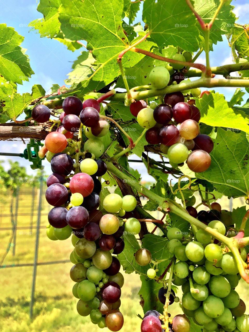 Wine Vineyard Grapes Ready for Harvest