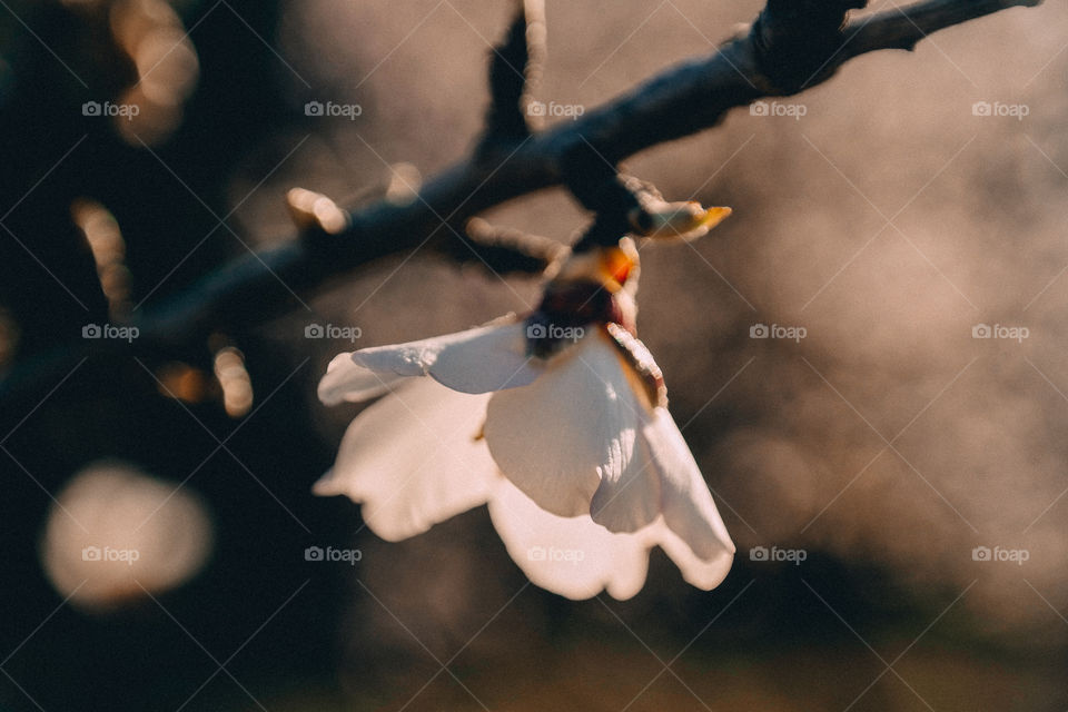 Close-up of white flower