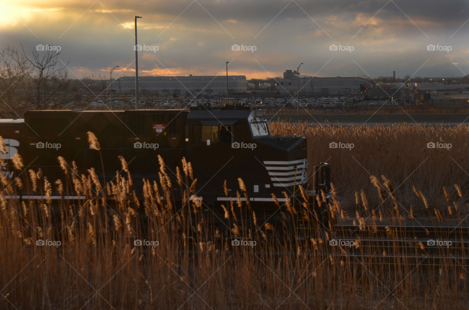 A freight train passes through a school of wild pampas grass along the New jersey turnpike near Newark Airport.