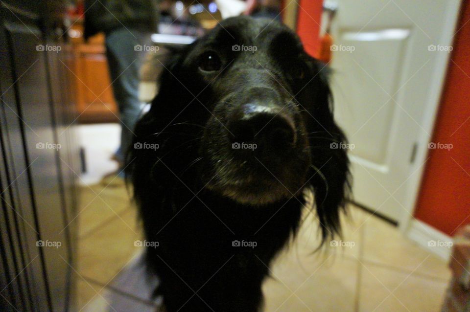 Dog snout approaching camera