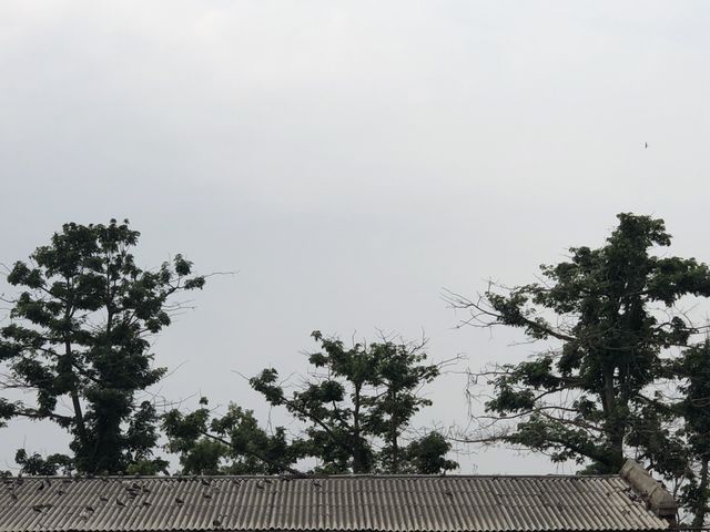 Nature 