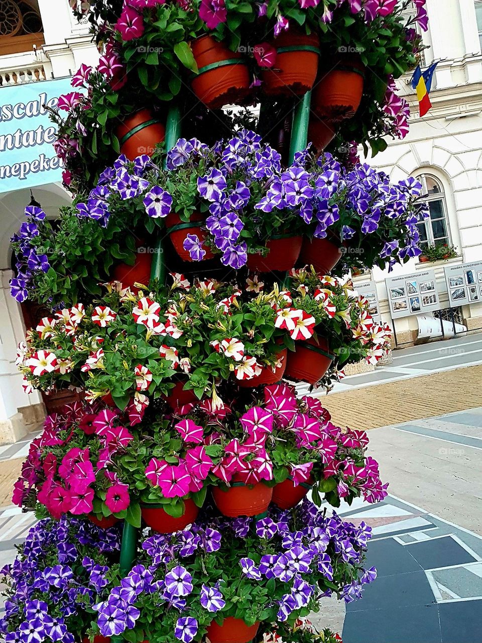 flowers in pots