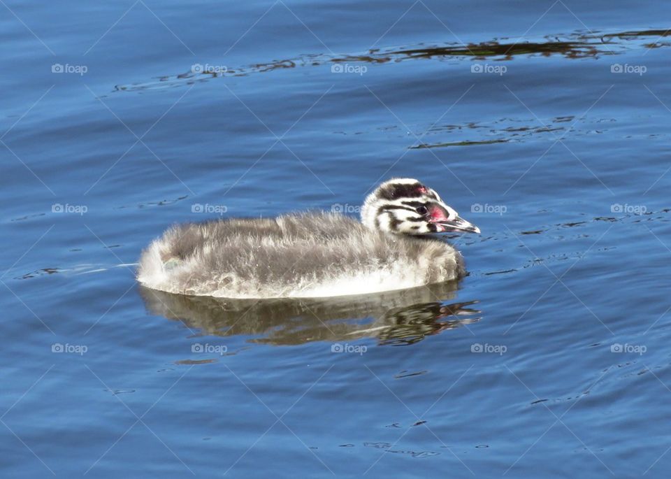 Grebe chick