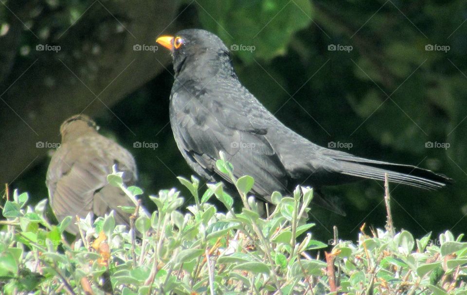 Female blackbird with back facing camera and Male blackbird side profile