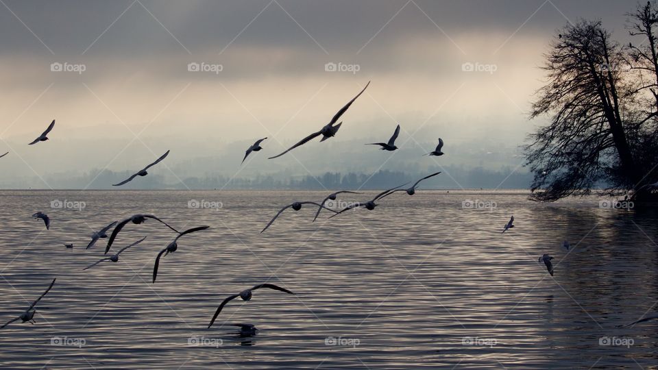 Flock of birds flying over lake