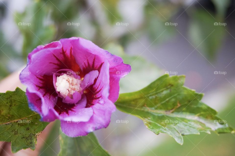 Beautiful purple flower