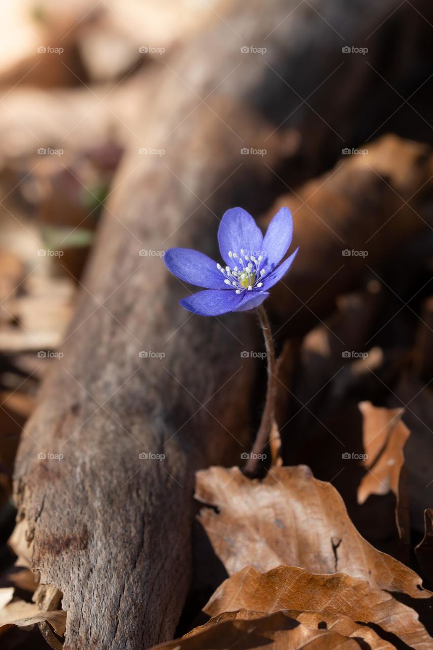 Close up or macro of a blue spring flower
