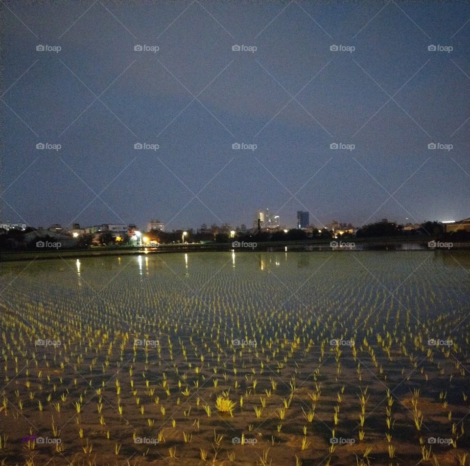 Then night scene for rice field, besides a street lamp, beautiful little grasses pattern and houses' reflection, looked
a pretty night.