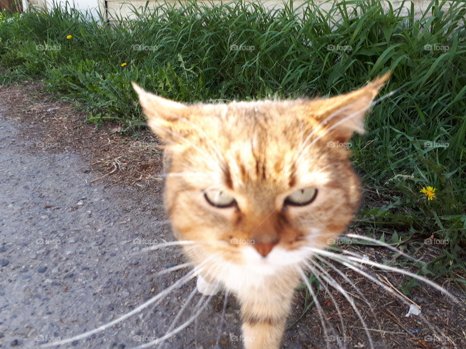 Bengal Persian Jungle Savannah cat enjoying the sun investigating camera