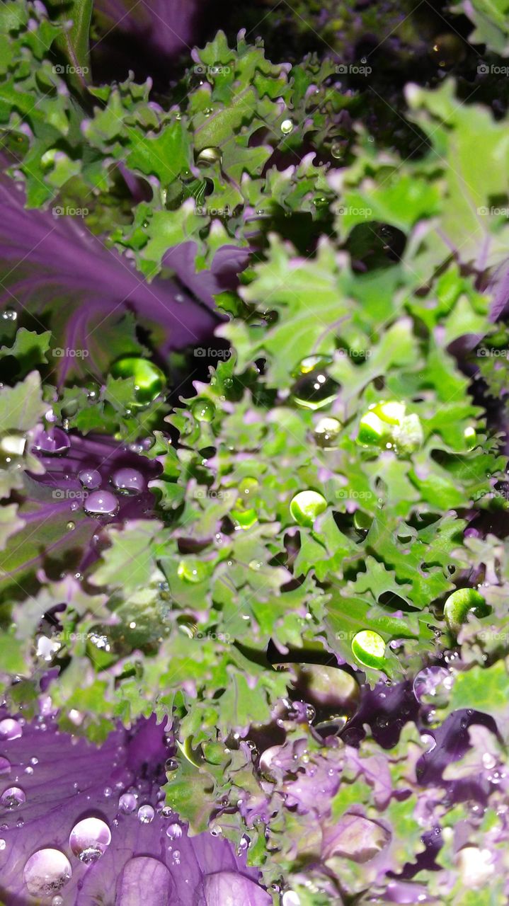 Nature, Flora, Flower, Leaf, Garden