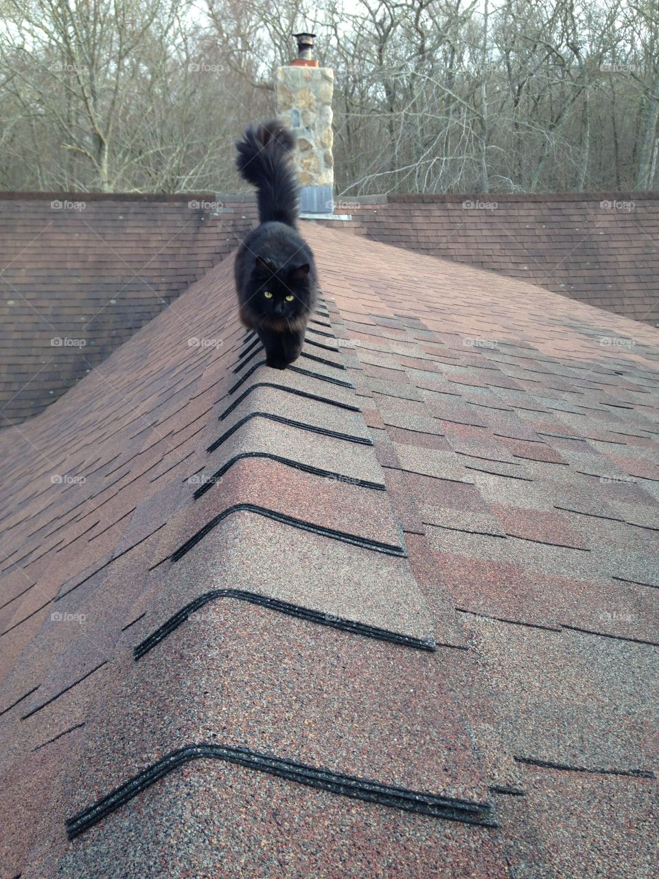 Adventure . I let my indoor cat out to explore the roof 
