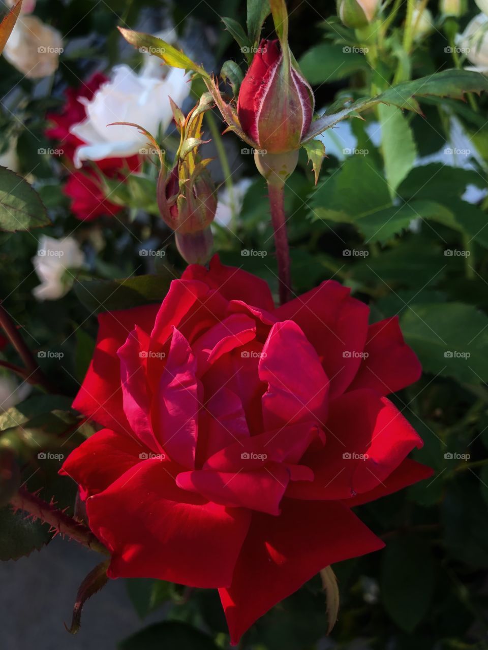 Single rose