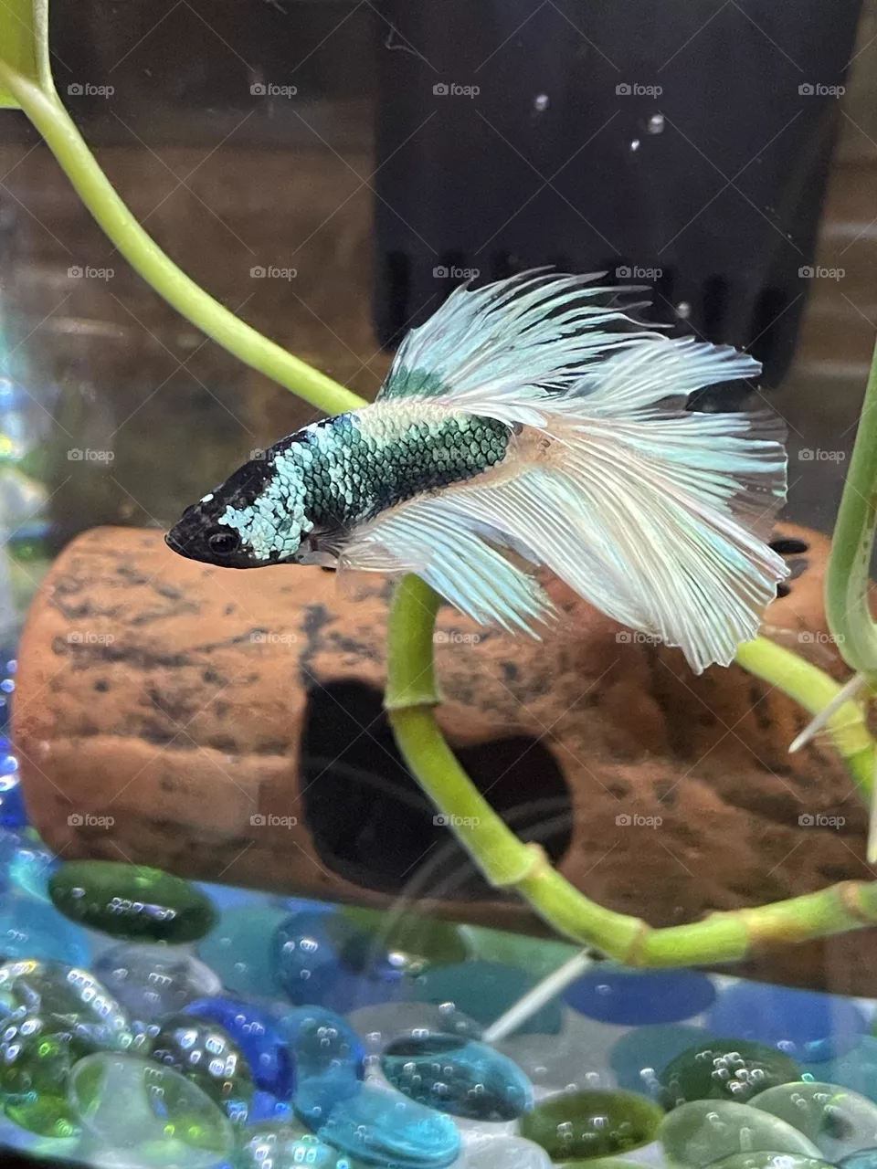 A beta fish swimming.