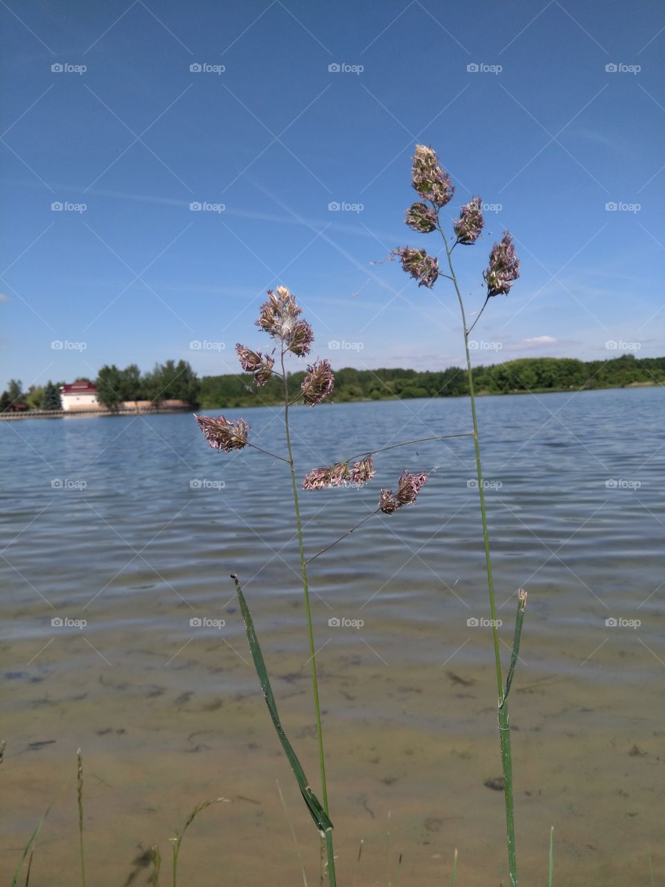 lake and green grass summer landscape