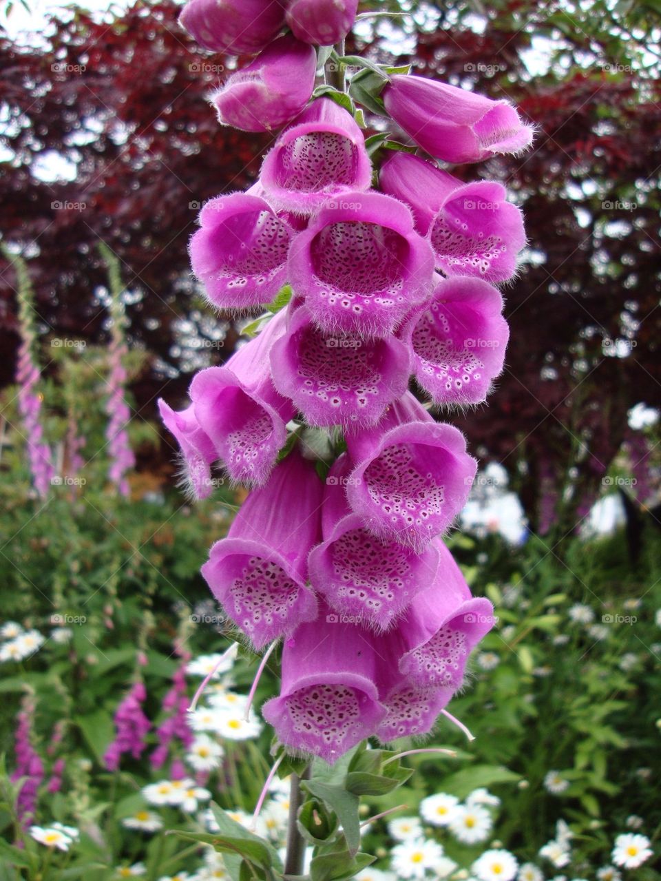 Flower bells