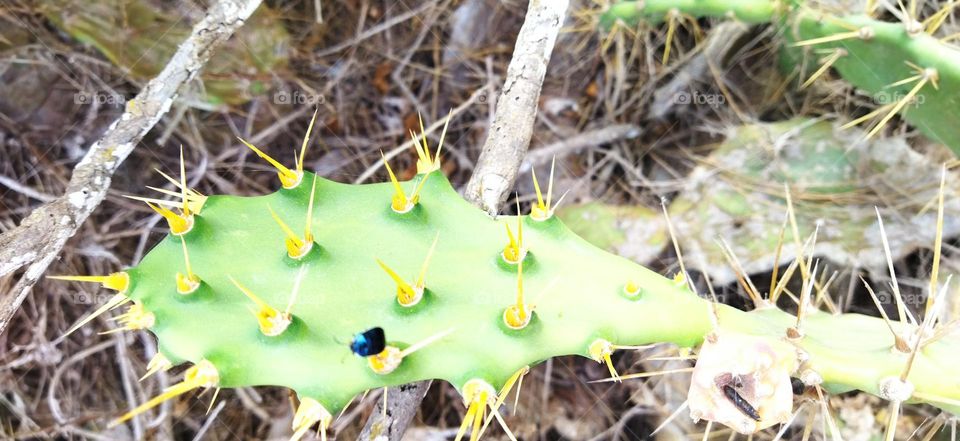 Beautiful Black insect on green cactus.