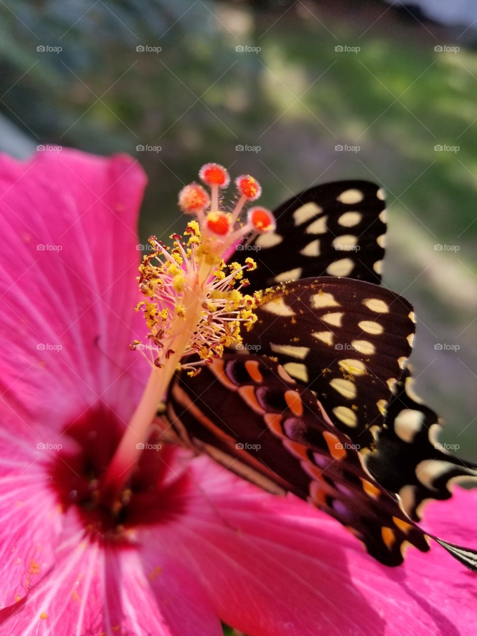 butterfly and hibiscus closeup