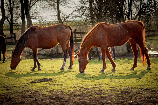 The stables of the "Bechey" - contryside of a "Bechey " town