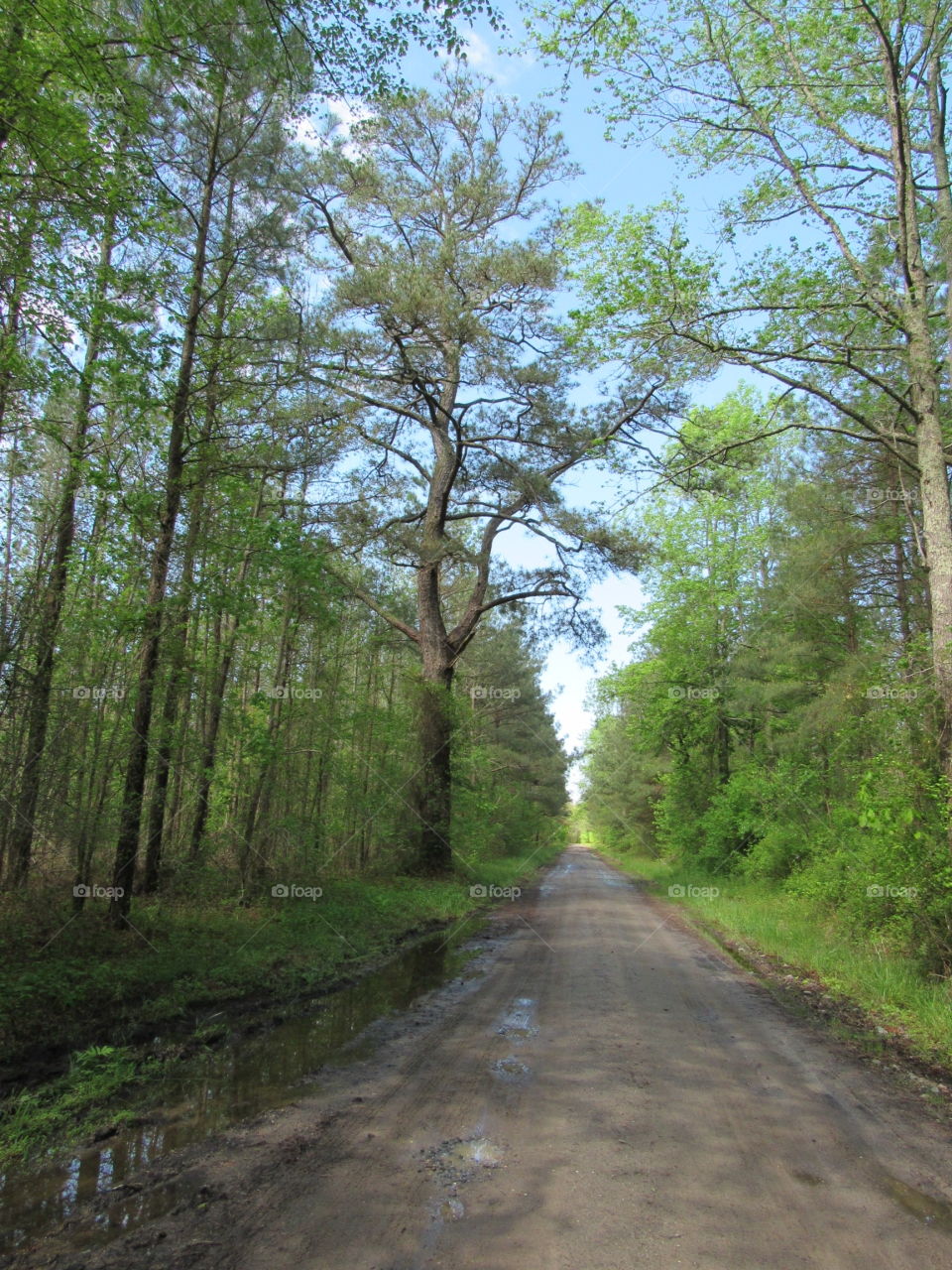 Dirt road thru the forest
