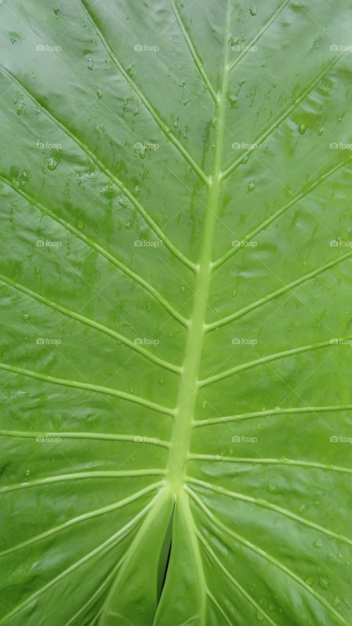 Tropical Leaf